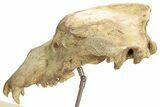 Fossil Upper Cave Bear (Ursus Spelaeus) Skull With Stand #227516-8